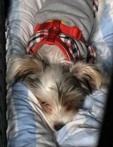 Little Chavito, sleeping peacefully in his cage, on his journey from Gillingham in Kent to Logroño in Spain.